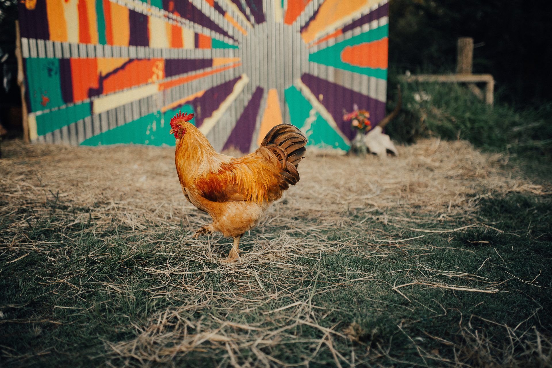 Rooster at Big Hope Farm with the painted sunburst barn behind