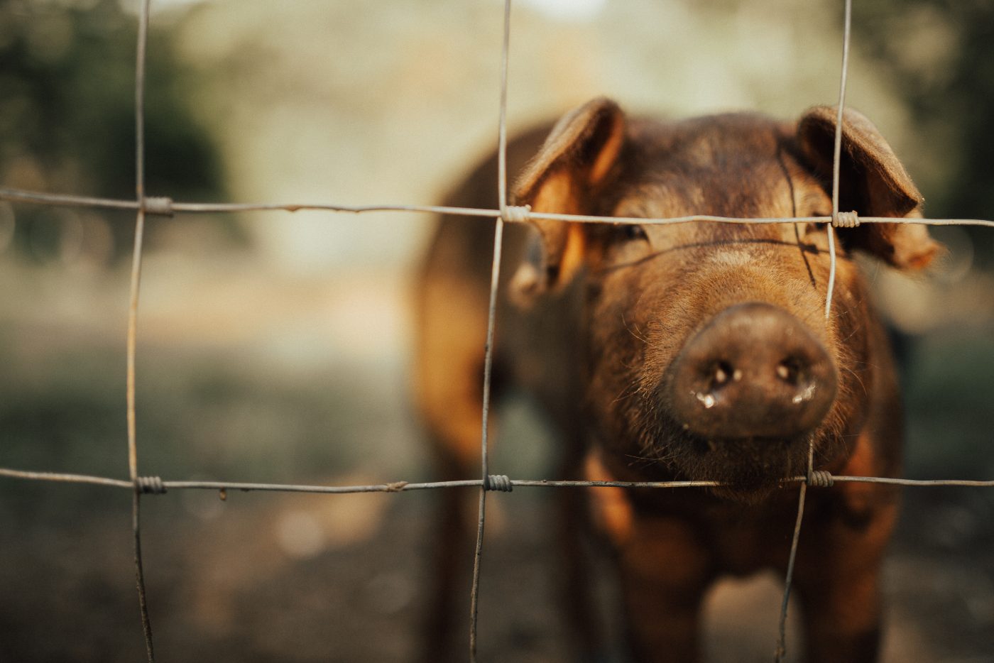 A heritage hog at the wire fence, golden hour at Big Hope Farm