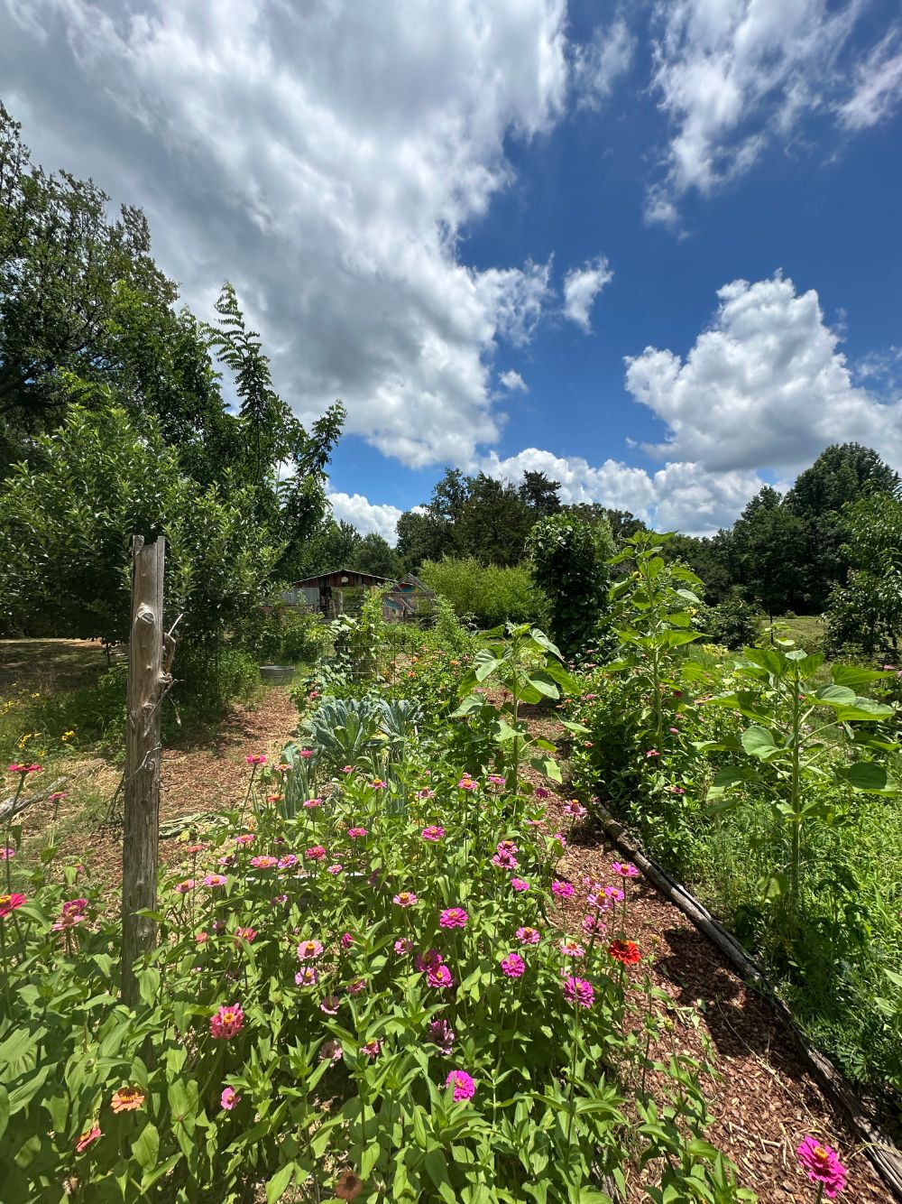 Garden rows lined with zinnias and sunflowers, barn in the distance