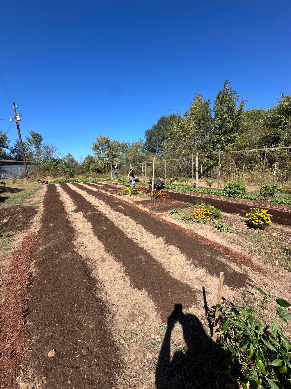 Marigolds and freshly tilled garden rows under blue sky