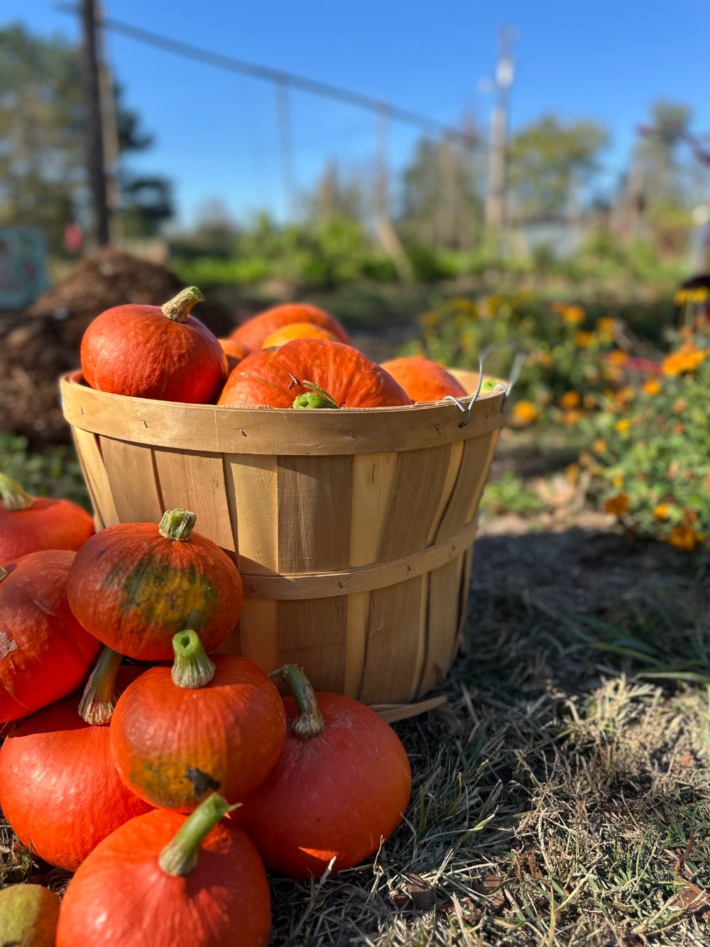 Red kuri squash piled around a wooden bushel basket