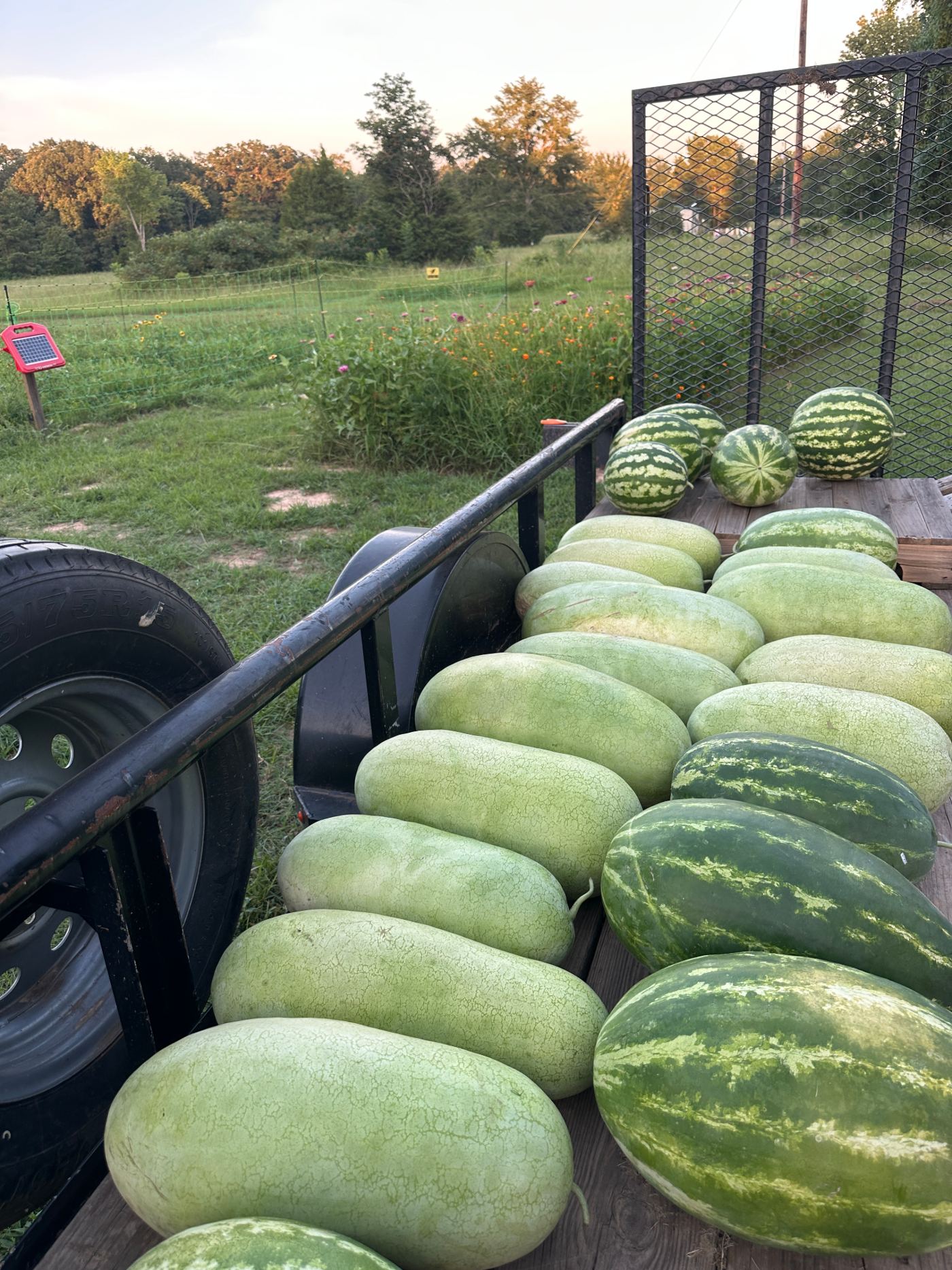 A trailer-bed full of watermelons at golden hour, wildflower field beyond