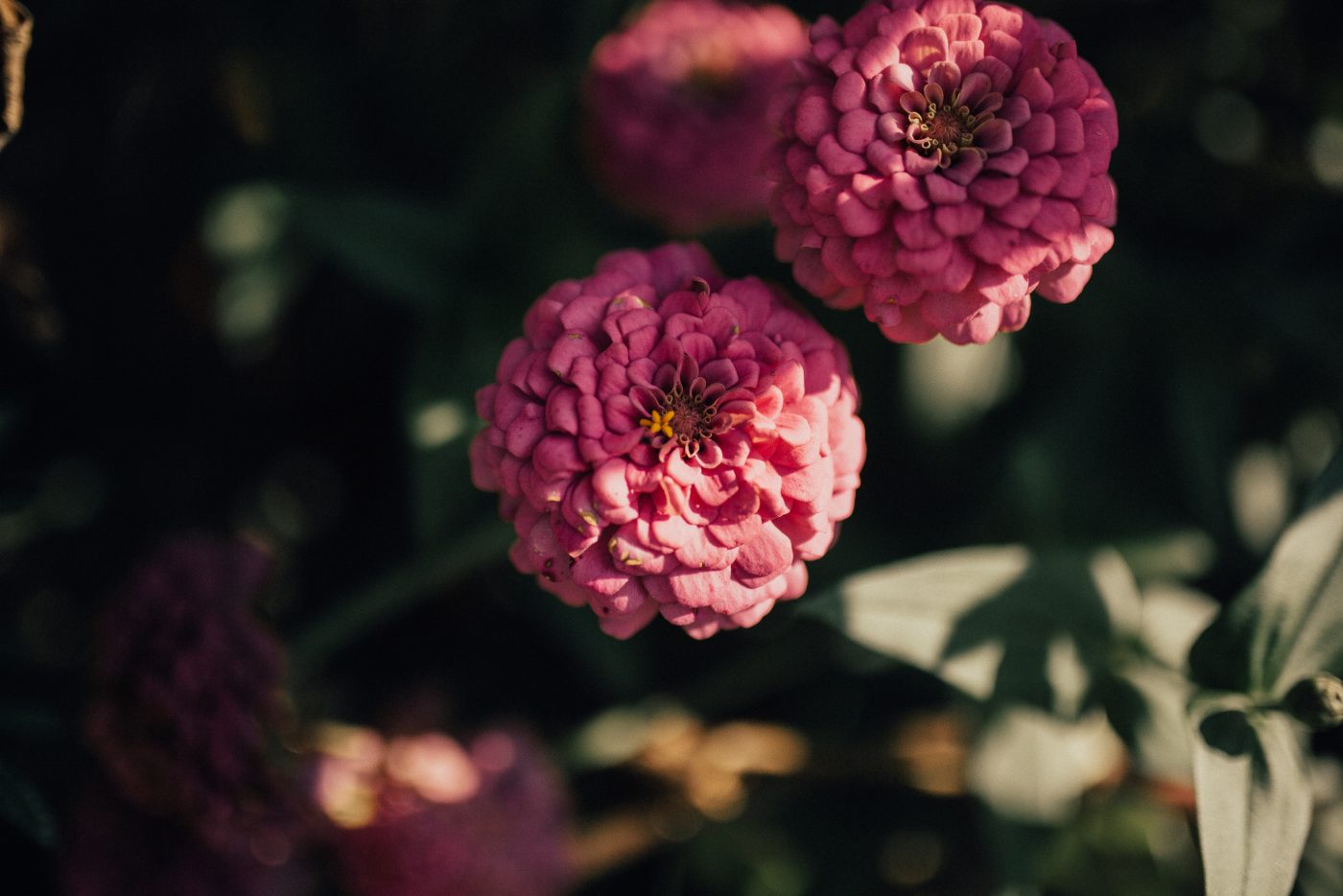 Pink zinnias in evening light